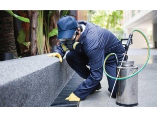 Best Mice Control Mississauga Effective Pest Control Solutions