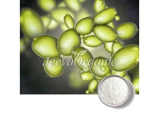 Saccharomyces Boulardii Powder Supplier | Bulk Saccharomyces Boulardii