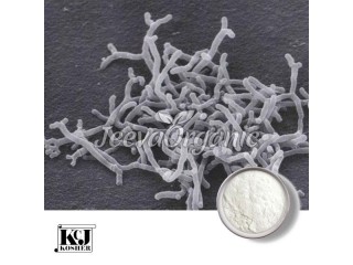 Bifidobacterium Longum Powder Supplier | Bulk Bifidobacterium Longum